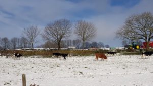 Weidebetrieb im Winter UteStraub