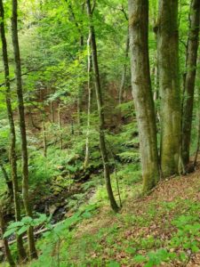 dem Eisgraben entlang Lange Rhön UteStraub